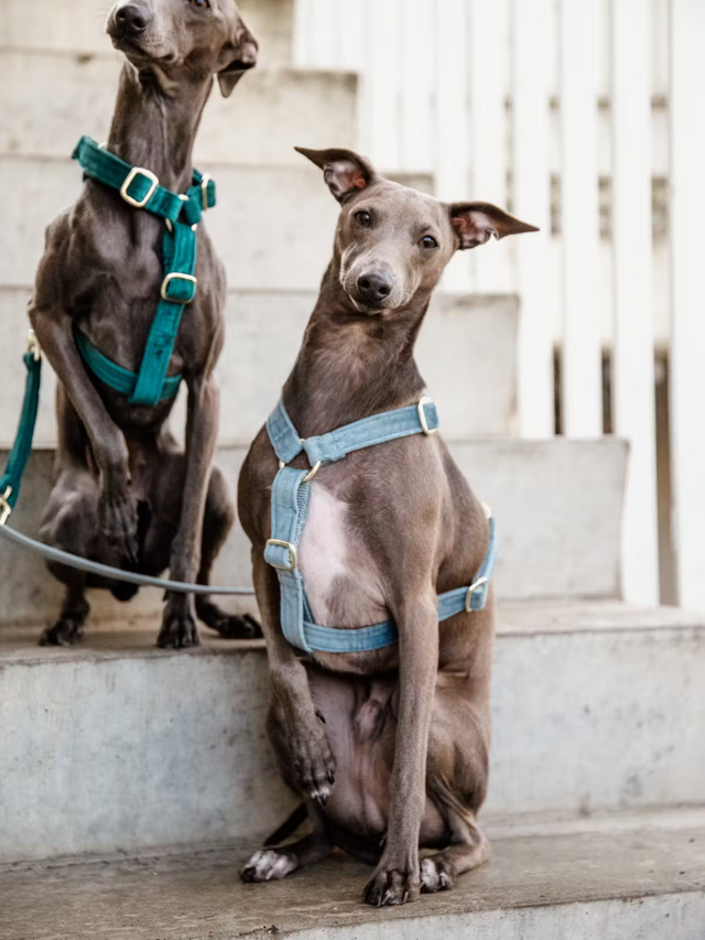 Kentucky Dog Velvet Harness Light Blue