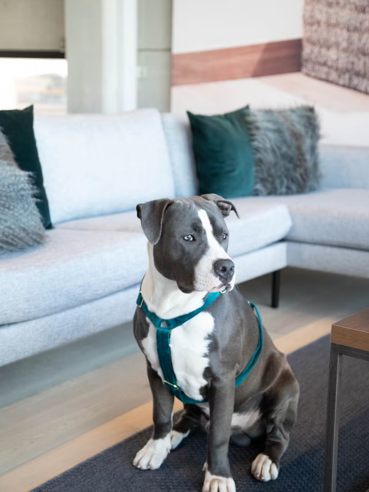Kentucky Dog Velvet Harness Emerald