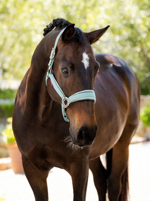 LeMieux Versailles Headcollar Aqua