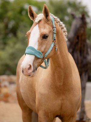 LeMieux Vogue Headcollar & Leadrope Lagoon