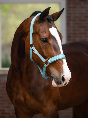 LeMieux Logo Headcollar Lagoon