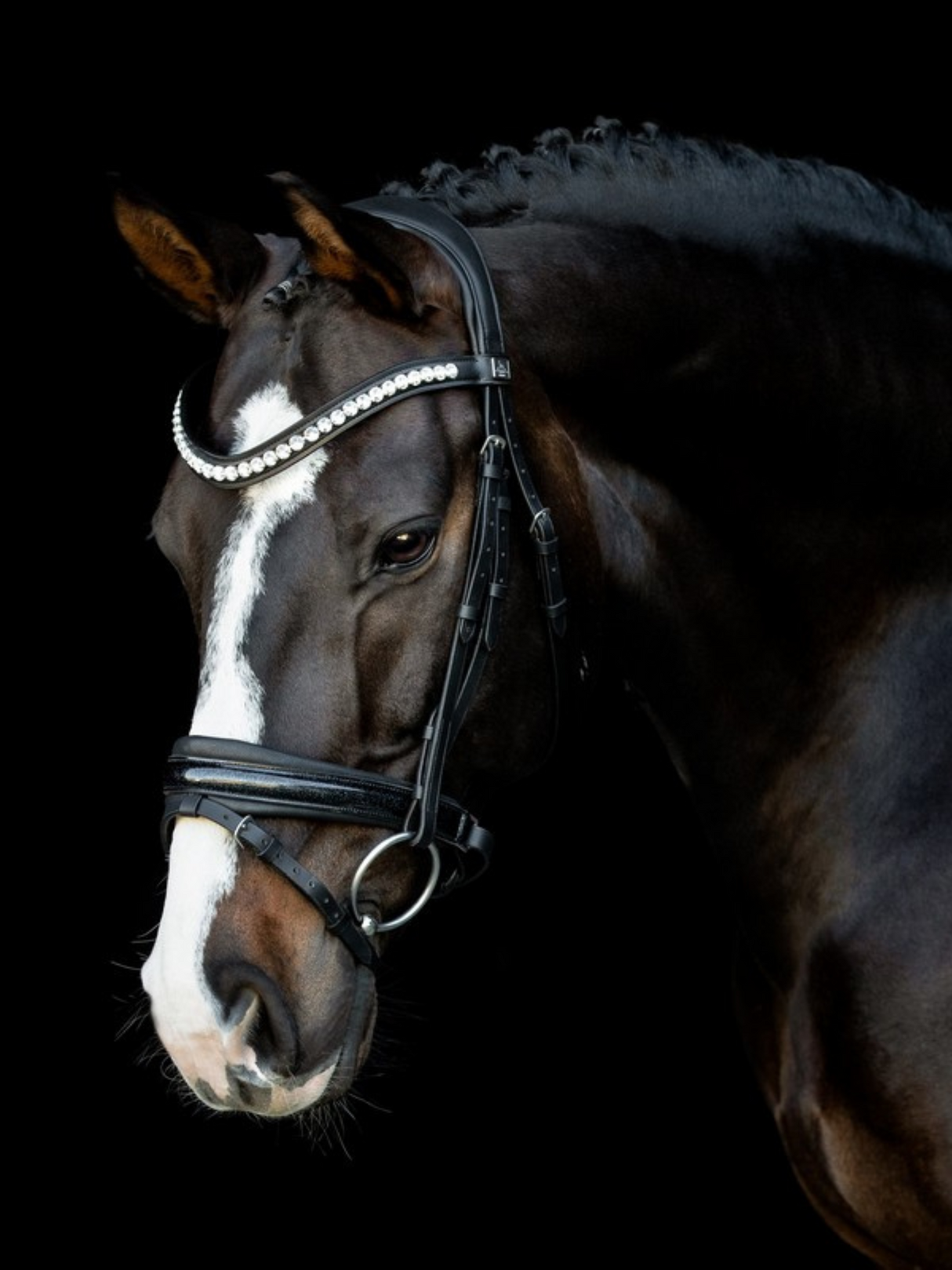 SD Design Mystery Bridle