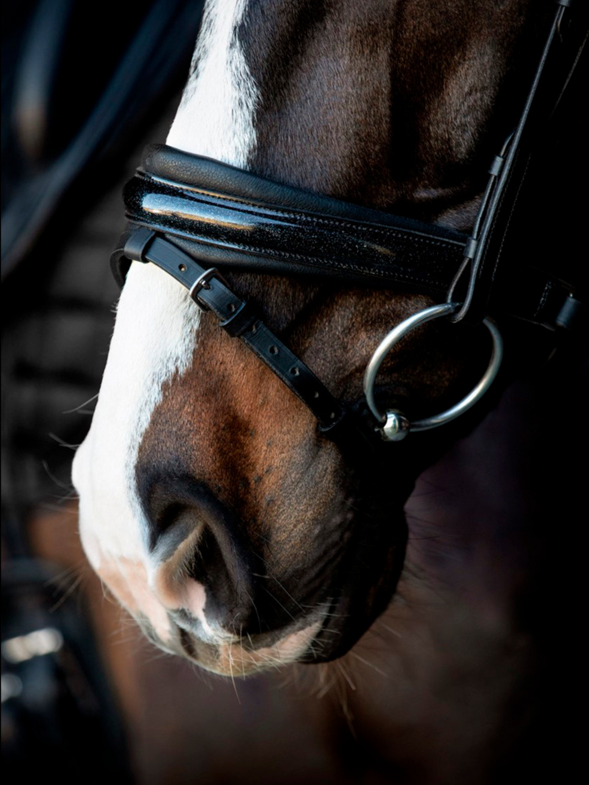 SD Design Mystery Bridle