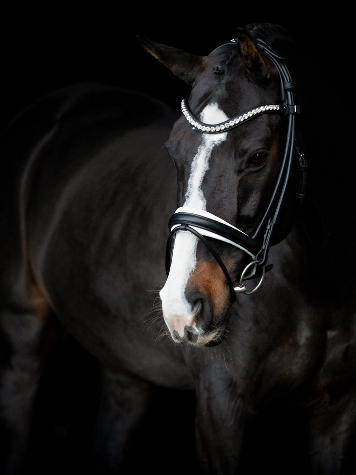 SD Design Duke De Niro II Rolled Bridle