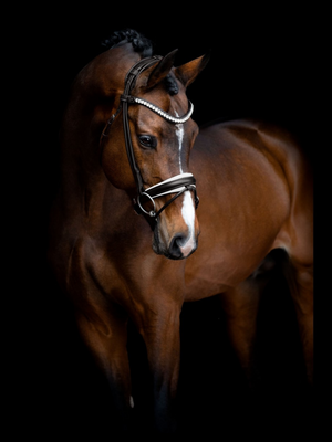 SD Design Duke De Niro II Rolled Bridle