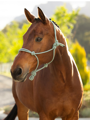 LeMieux Rope Halter Macaron