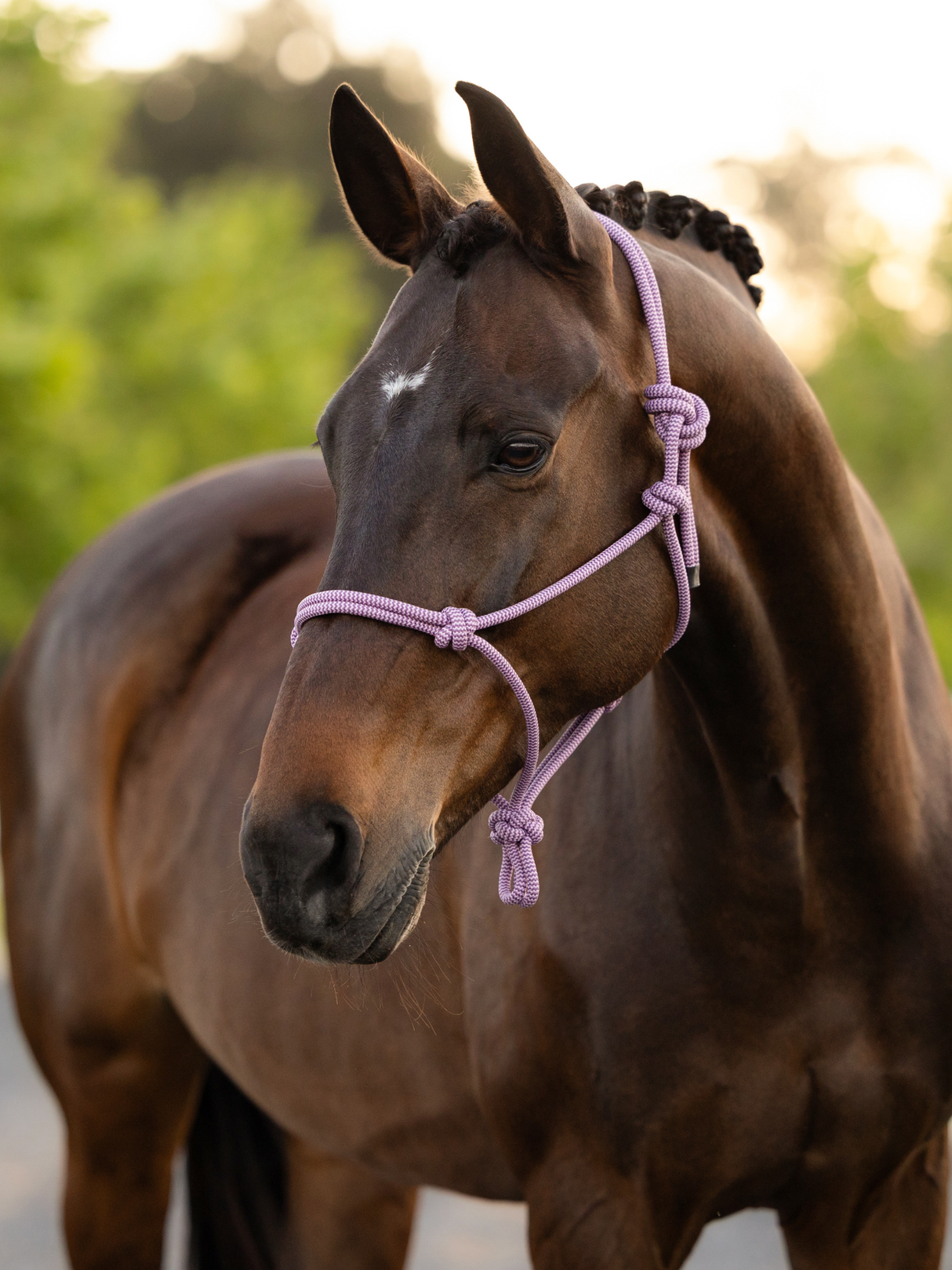 LeMieux Rope Halter Fondant