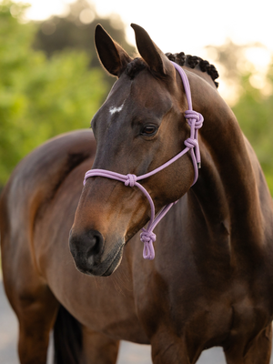 LeMieux Rope Halter Fondant