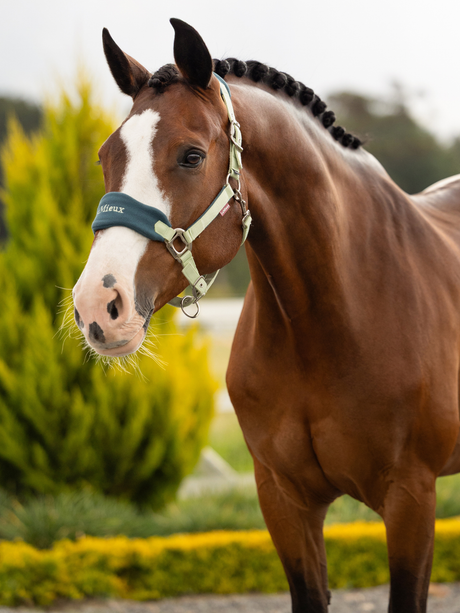 LeMieux Vogue Headcollar & Leadrope Macaron