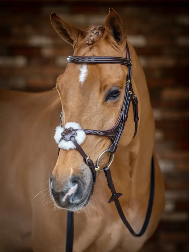 LeMieux Kudos Grackle Bridle