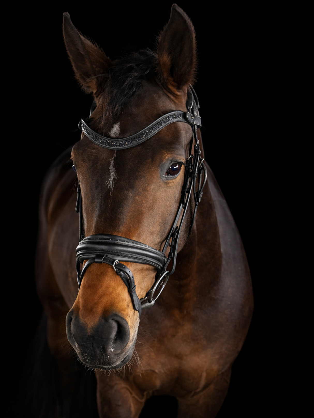 SD Design Action Bridle Black/Black