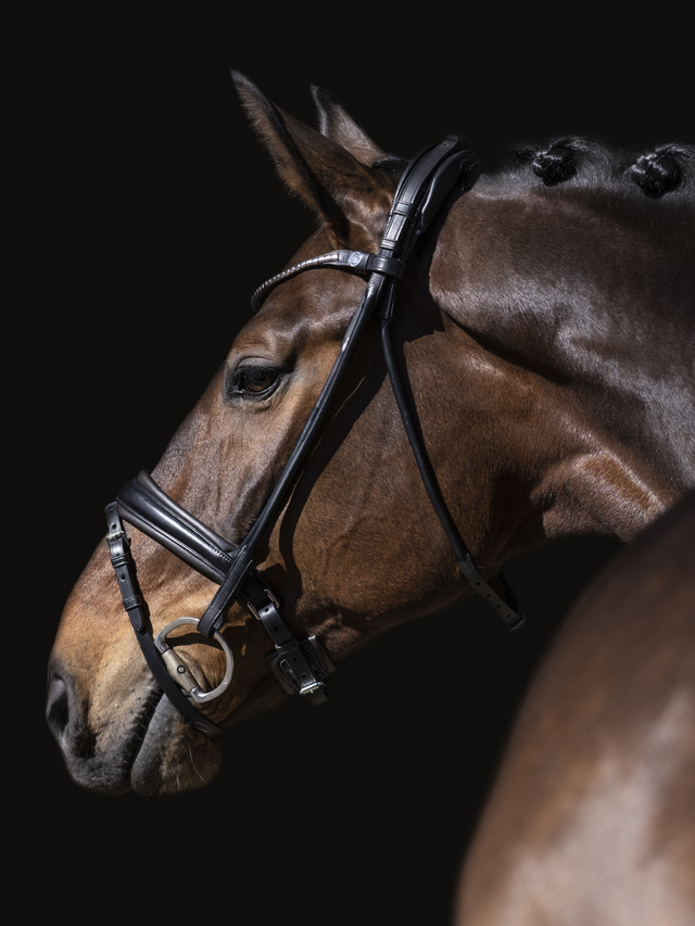 Finesse Cassidy Snaffle Bridle Version 2.0