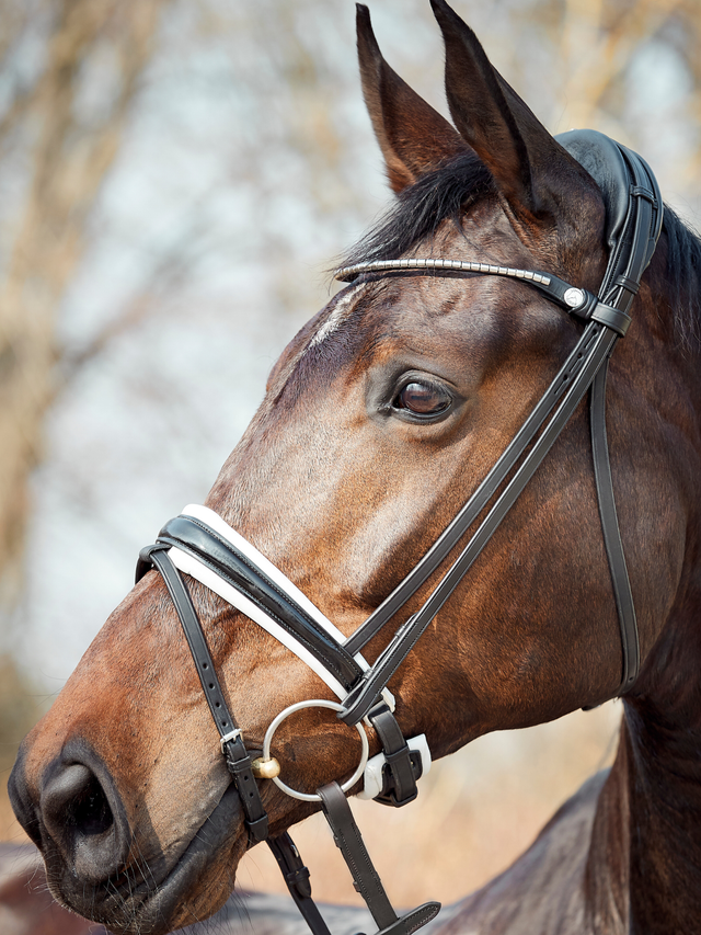 Finesse Cayenne Snaffle Bridle Version 2.0