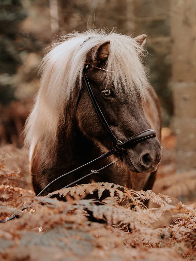 Finesse Spirit Round Stitched Snaffle Bridle Version 2.0