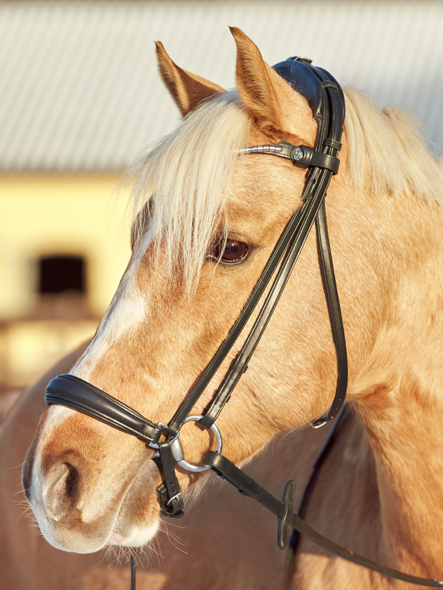Finesse Spirit Flat Snaffle Bridle Version 2.0