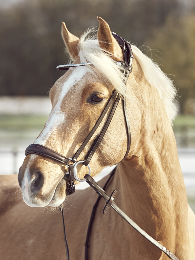 Finesse Spirit Flat Snaffle Bridle Version 2.0