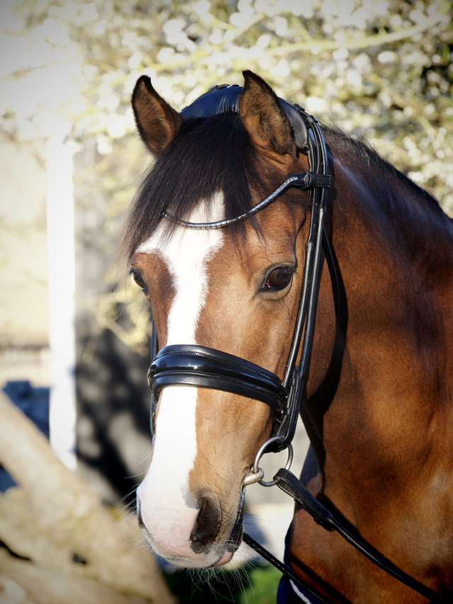Finesse Cassidy Cavasson Bridle Version 2.0