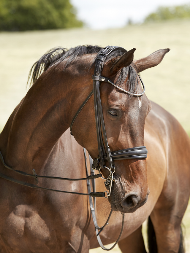 Finesse Cayenne Double Bridle Version 2.0