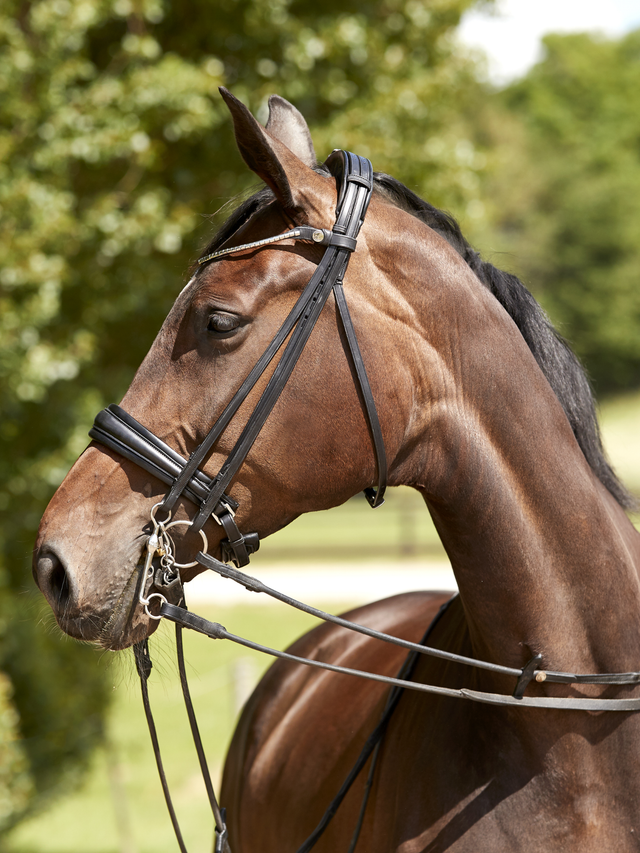 Finesse Cayenne Double Bridle Version 2.0