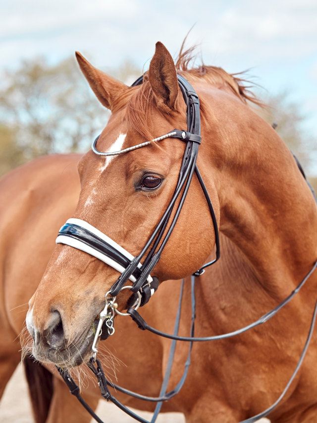 Finesse Cassidy Double Bridle 2.0