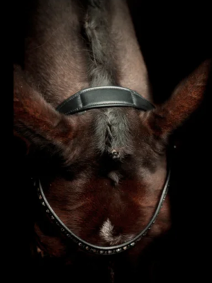 SD Design Antobello Bridle Black