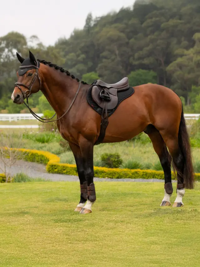 LeMieux Air-Tek Mesh Half Saddle Pad Black