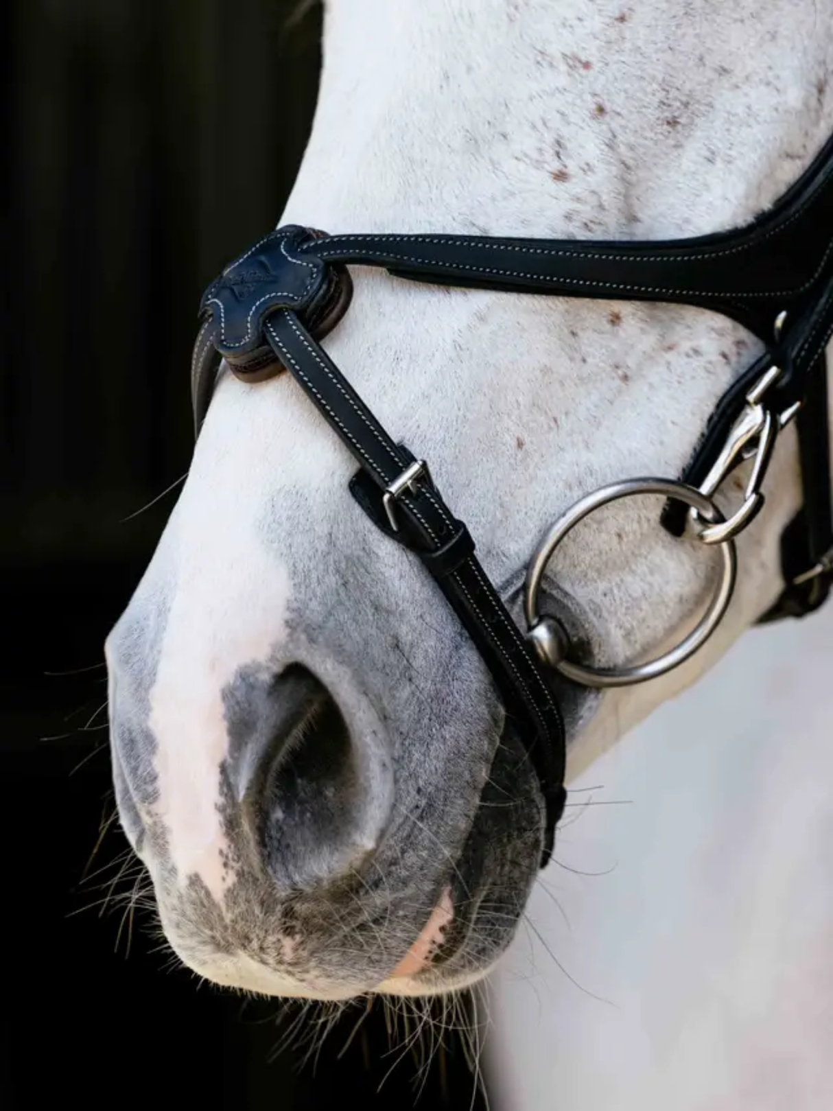 LeMieux Kudos Grackle Work Bridle Black