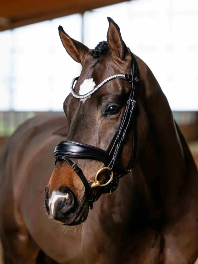 LeMieux Kudos Anatomic Dressage Bridle Black