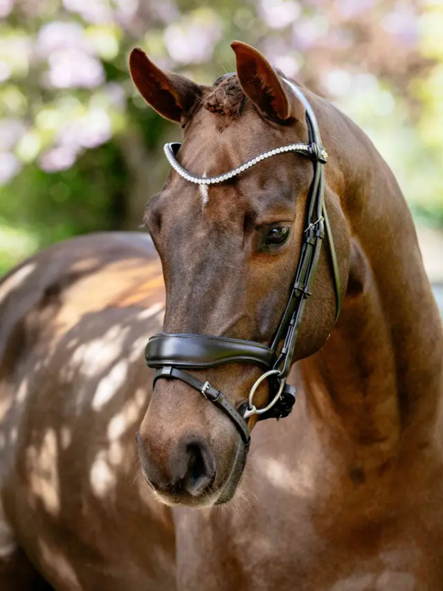 LeMieux Kudos Anatomic Dressage Bridle Brown