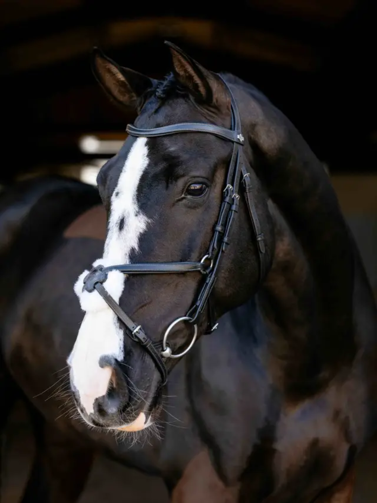 LeMieux Arika Anatomic Grackle Bridle Black/Silver
