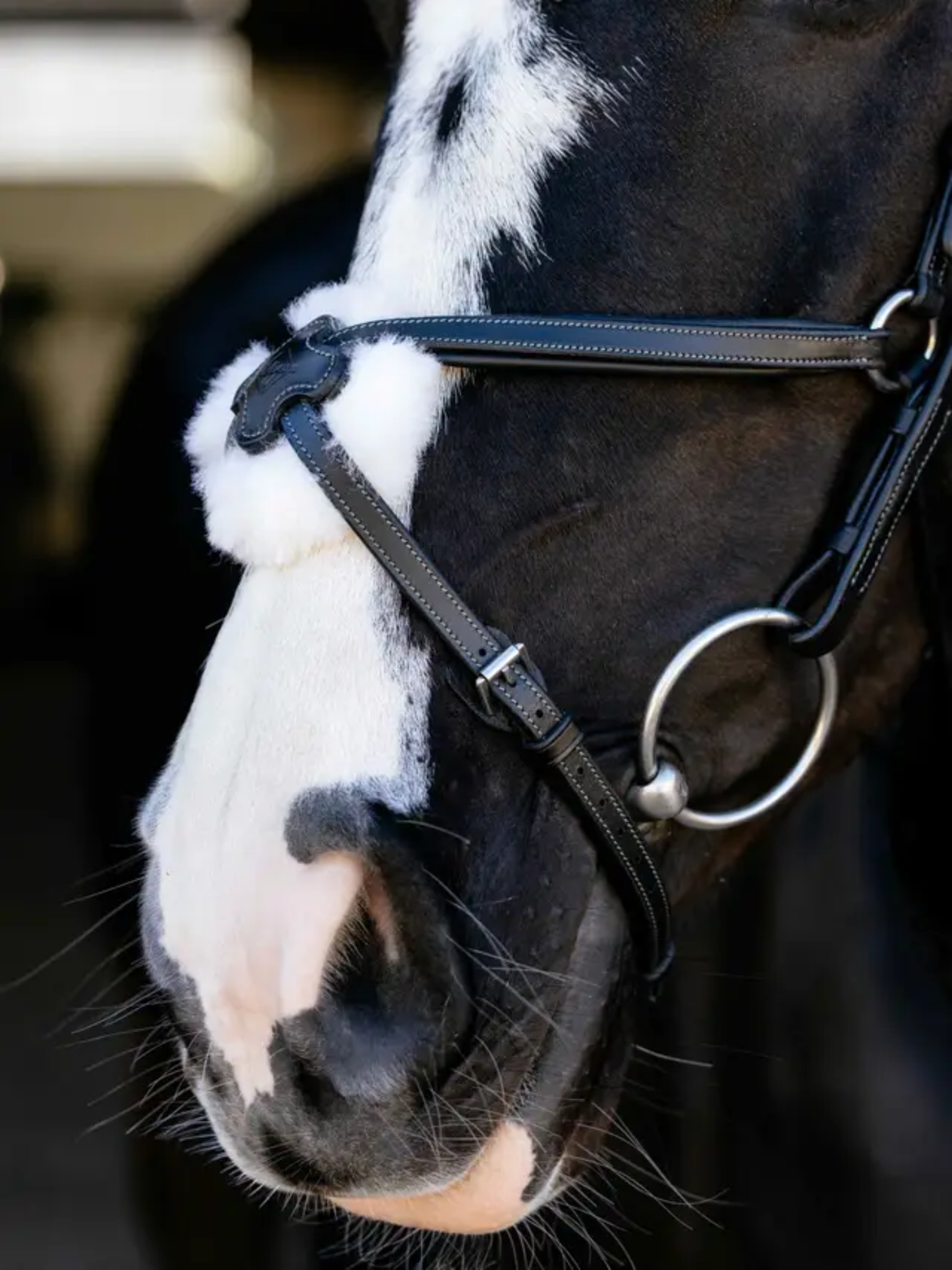 LeMieux Arika Anatomic Grackle Bridle Black/Silver