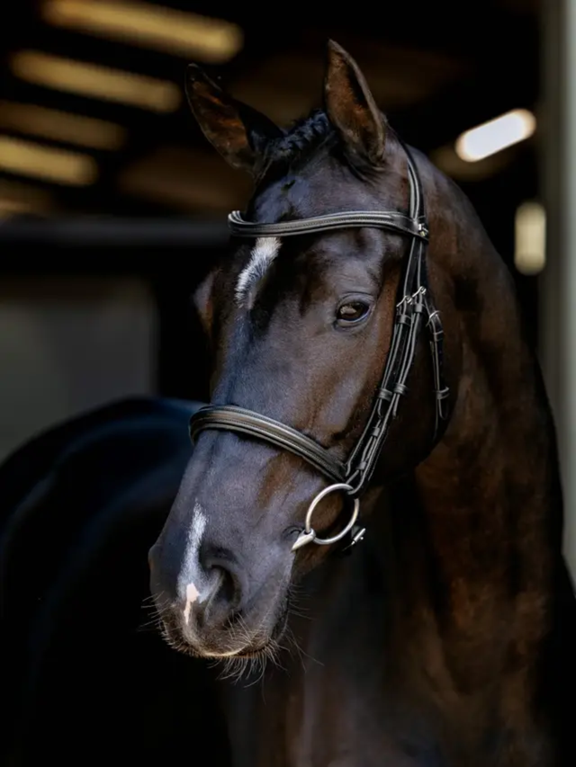 LeMieux Arika Anatomic Cavesson Bridle Black/Silver