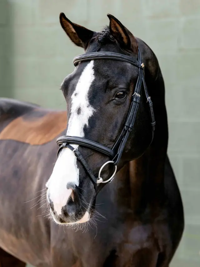 LeMieux Arika Classique Flash Bridle Black