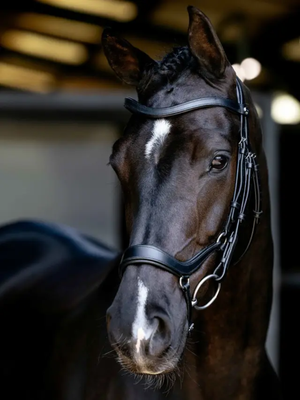 LeMieux Arika Anatomic Drop Bridle Black/Silver