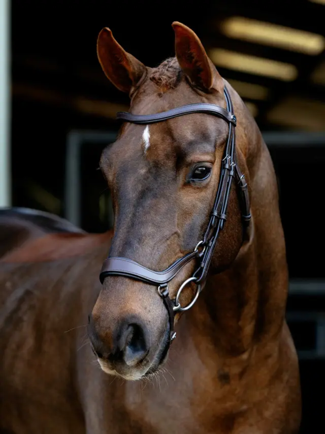 LeMieux Arika Anatomic Drop Bridle Brown/Silver