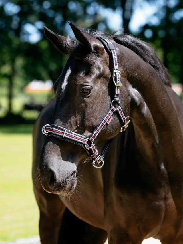 LeMieux Cavesson Lunge Headcollar Black
