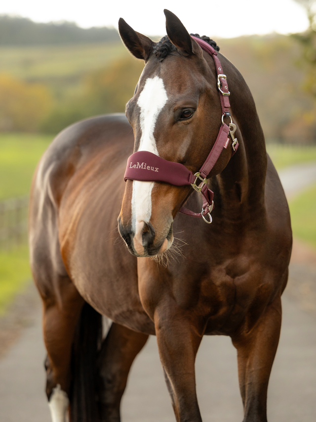 LeMieux Vogue Breakaway Headcollar & Leadrope Bramble