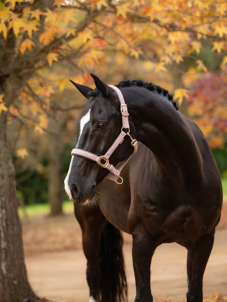 LeMieux Essence Headcollar Wild Rose