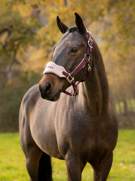LeMieux Vogue Headcollar & Leadrope Blackberry