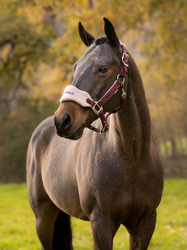LeMieux Vogue Headcollar & Leadrope Blackberry