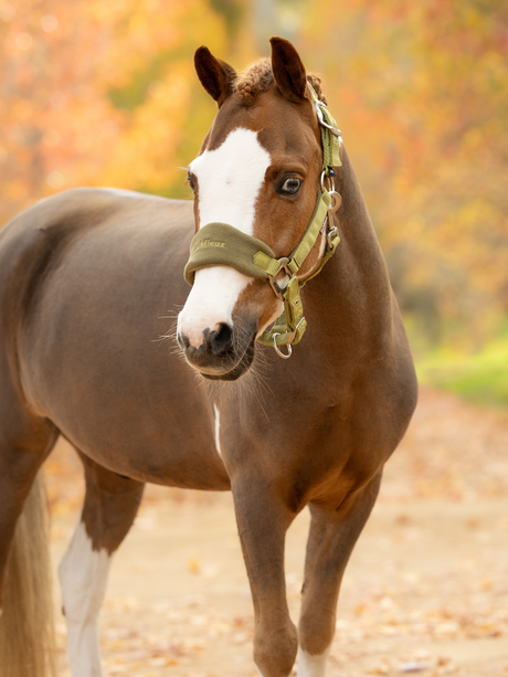 LeMieux Mini Vogue Headcollar & Leadrope Gooseberry
