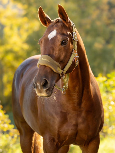 LeMieux Vogue Headcollar & Leadrope Gooseberry