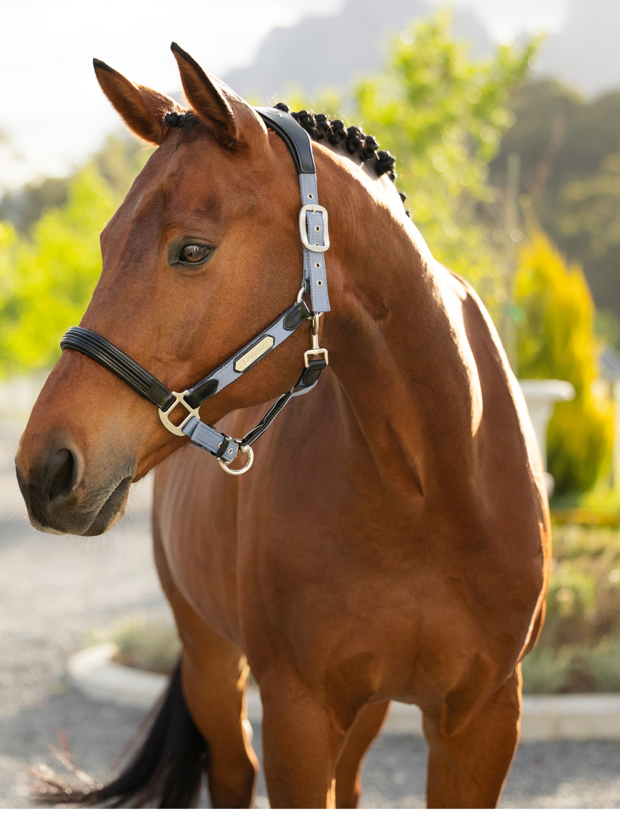 LeMieux Capella Headcollar Powder Blue