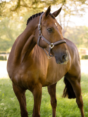 LeMieux Heritage Headcollar Cocoa