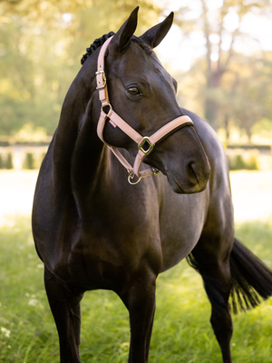 LeMieux Heritage Headcollar Wild Rose