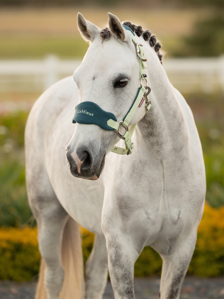 LeMieux Mini Vogue Headcollar & Leadrope Macaron
