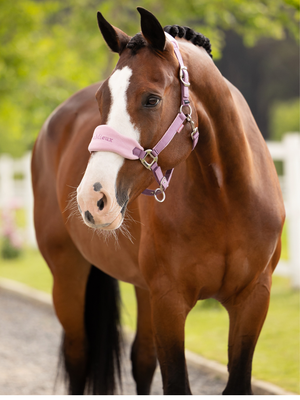 LeMieux Vogue Headcollar & Leadrope Mallow