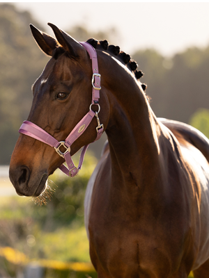LeMieux Versailles Headcollar Mallow
