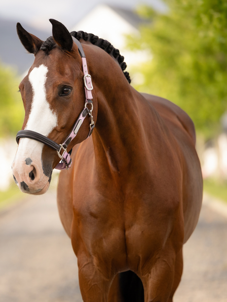 LeMieux Capella Headcollar Fondant