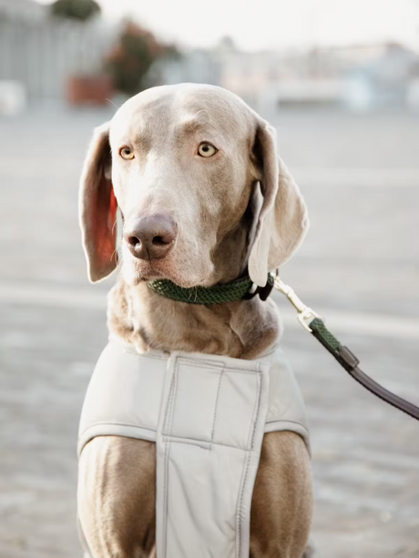 Kentucky Reflective Water Repellent Dog Rug 150g